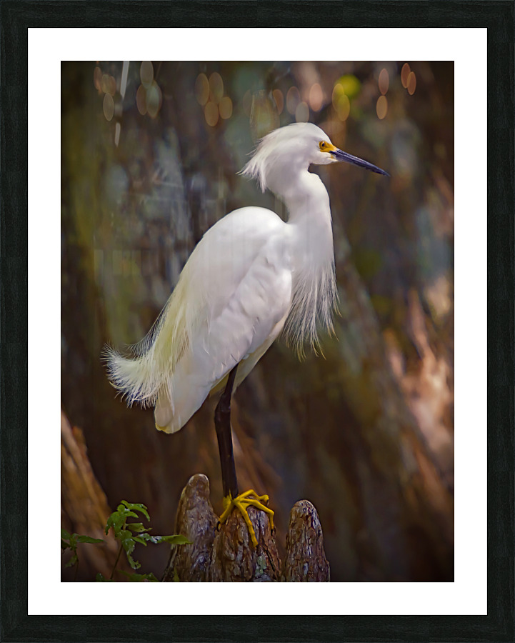 Great egret in Everglades Picture Frame print
