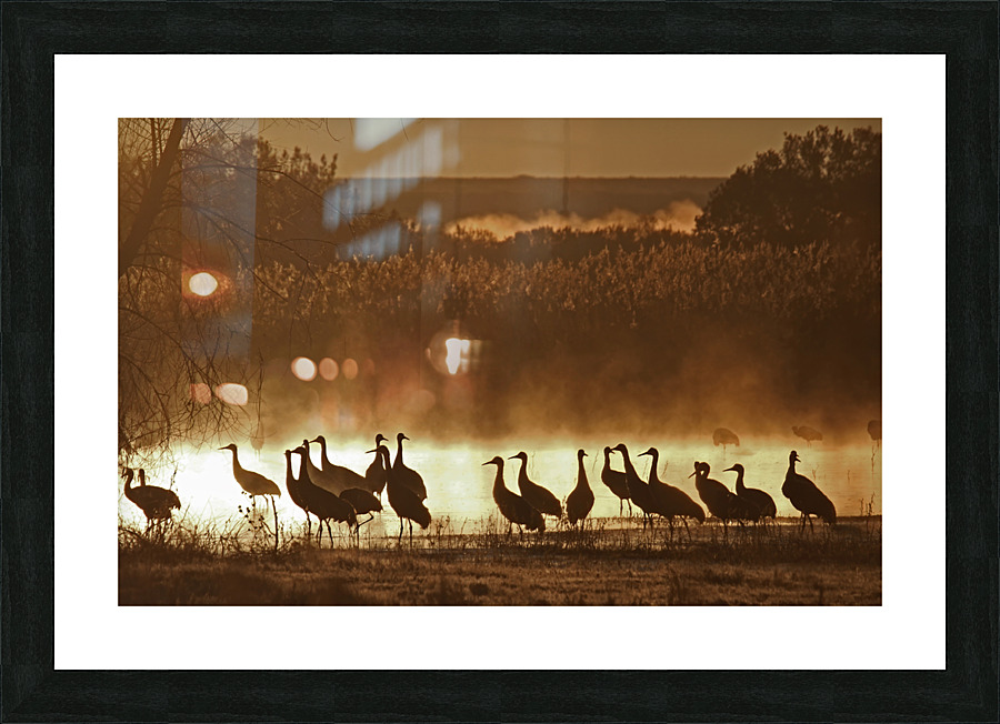 Sandhill crane migration Picture Frame print