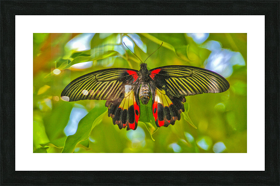 Scarlet Swallowtail Butterfly Picture Frame print