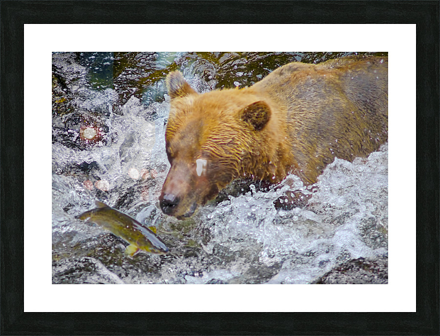 Dinner for grizzly  Picture Frame print