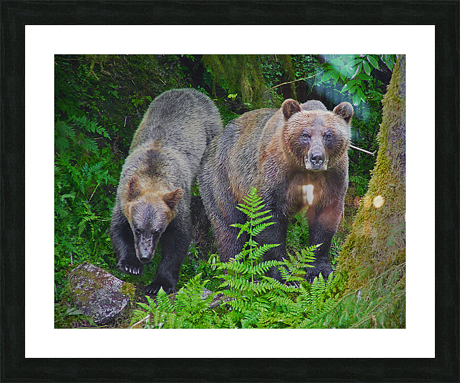 Alaskan Grizzly Bears Picture Frame print