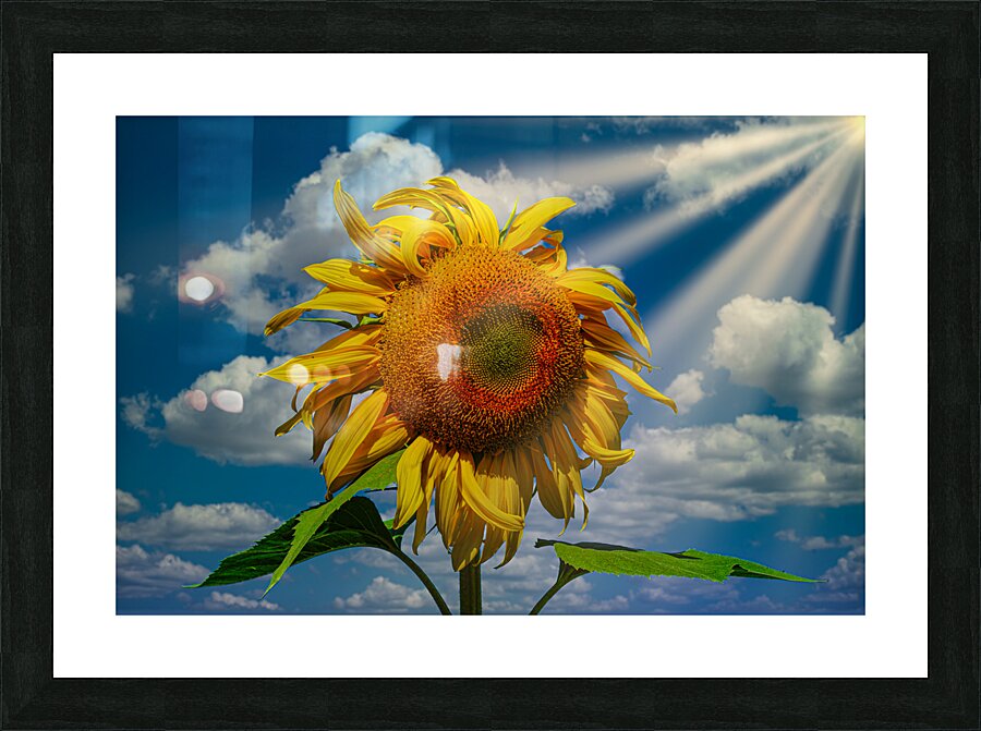 Sunny flowers   Picture Frame print