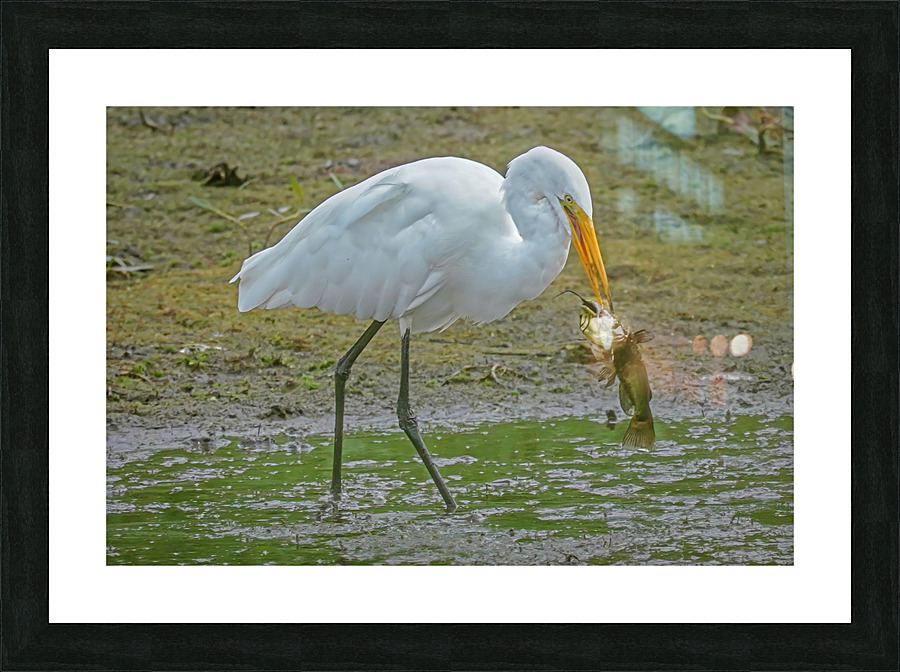 Catfish dinner for egret Picture Frame print