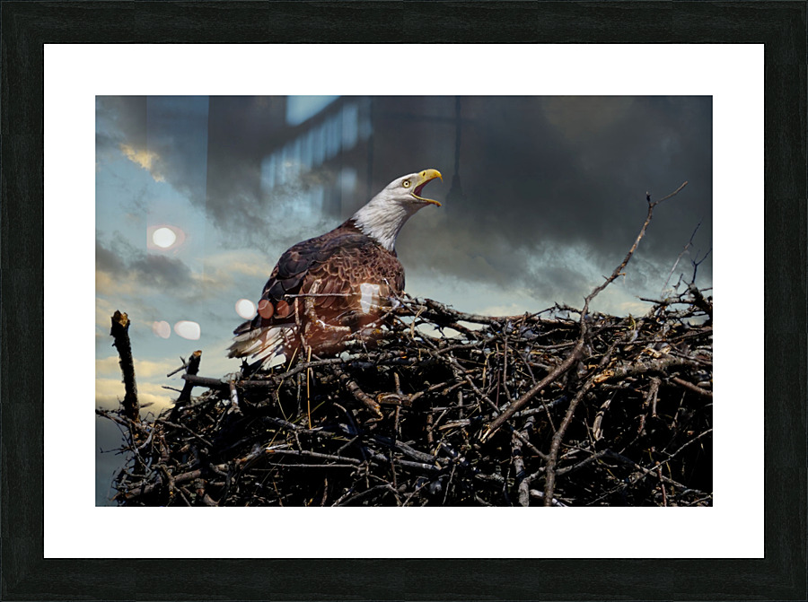 Eagle on nest Picture Frame print