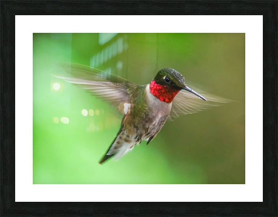 Male Ruby Hummer Picture Frame print