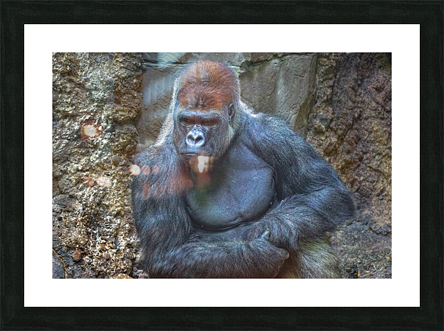 Lowland gorilla Picture Frame print