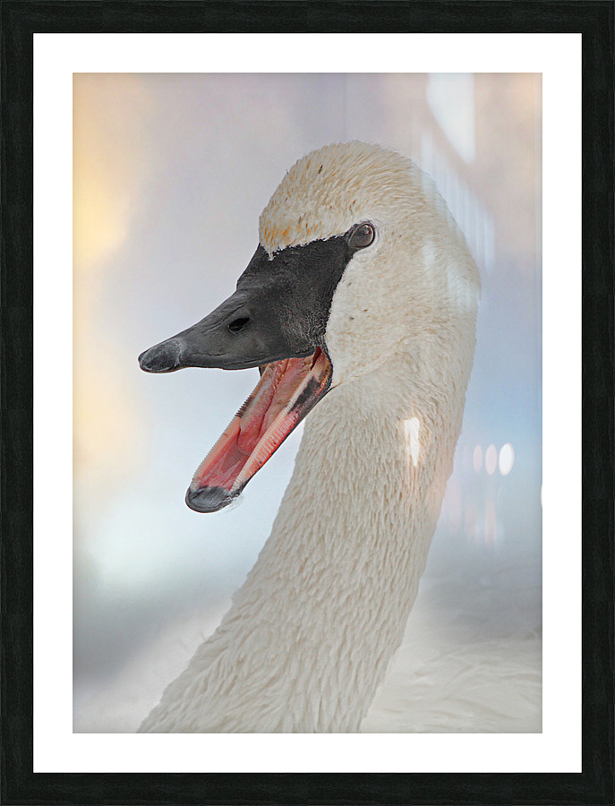 Trumpeting swan Picture Frame print