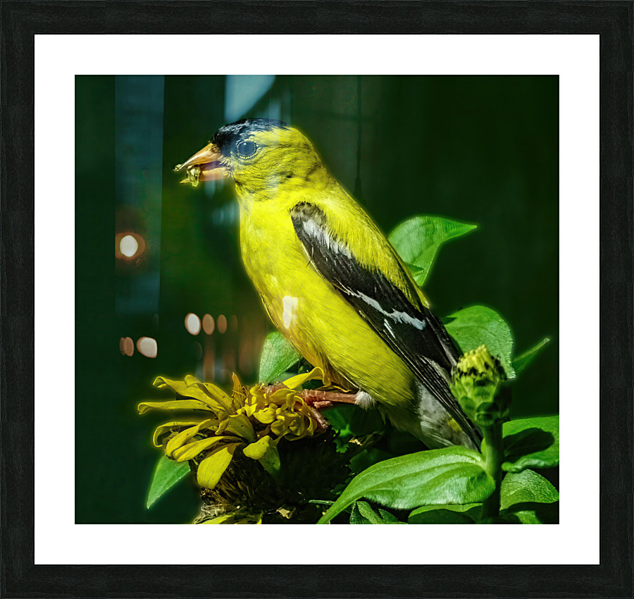 Goldfinch in tree Picture Frame print