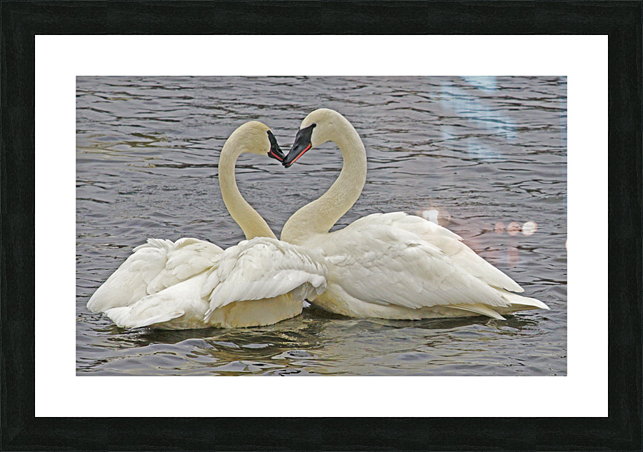Trumpeter Swans Picture Frame print