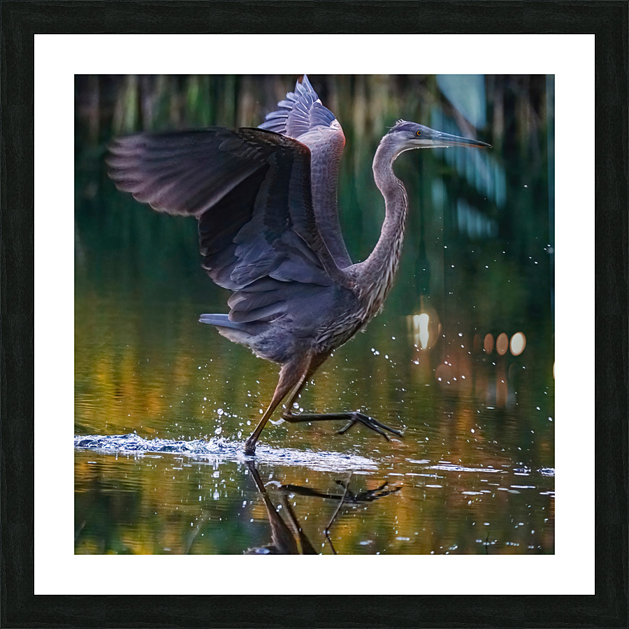 Blue heron Frame print