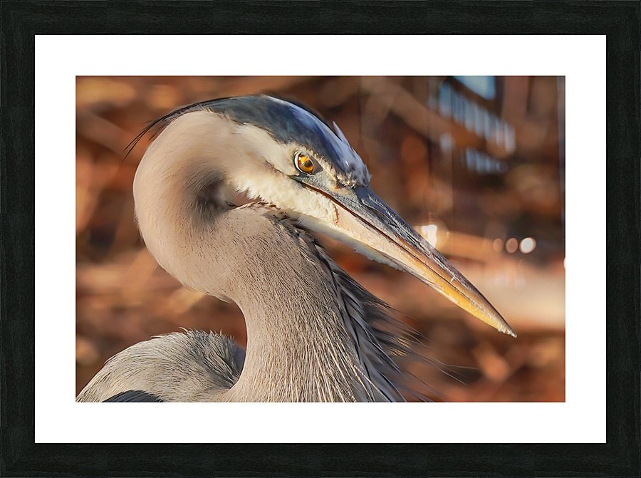 Great blue heron Picture Frame print