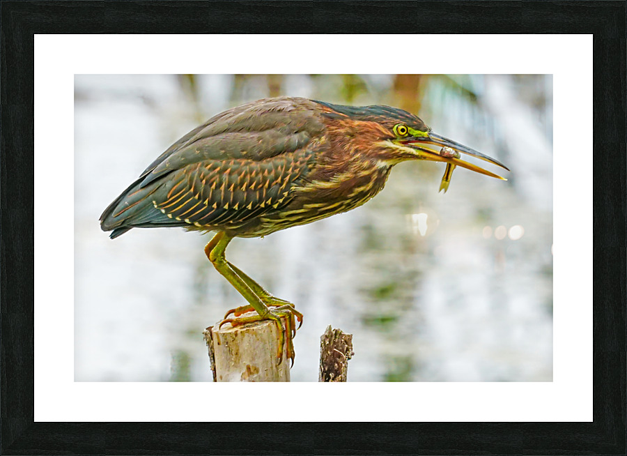 Green heron feeding Picture Frame print