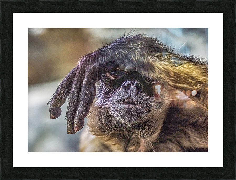 See no Evil   Picture Frame print