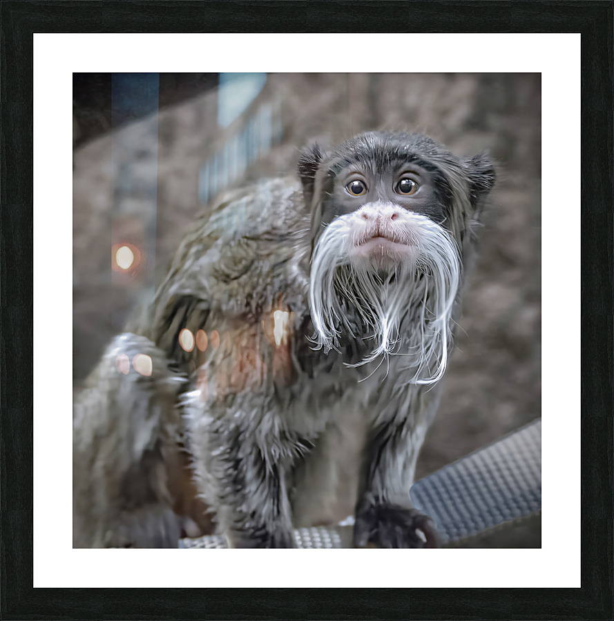 Spider monkey Picture Frame print
