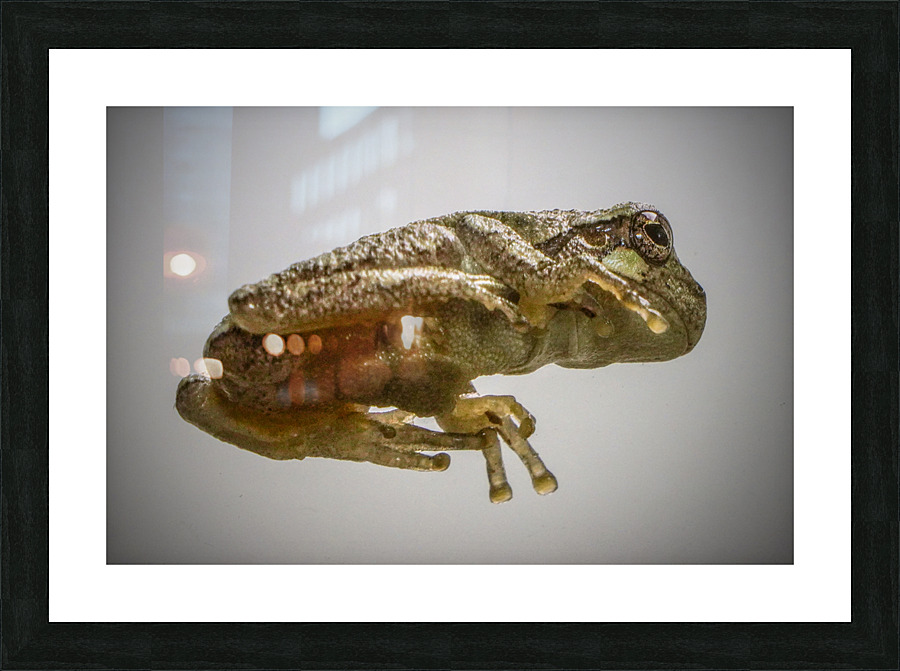 Tree frog Picture Frame print