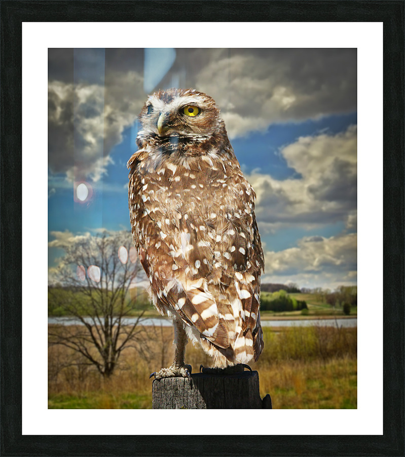 Pygmy Owl Picture Frame print