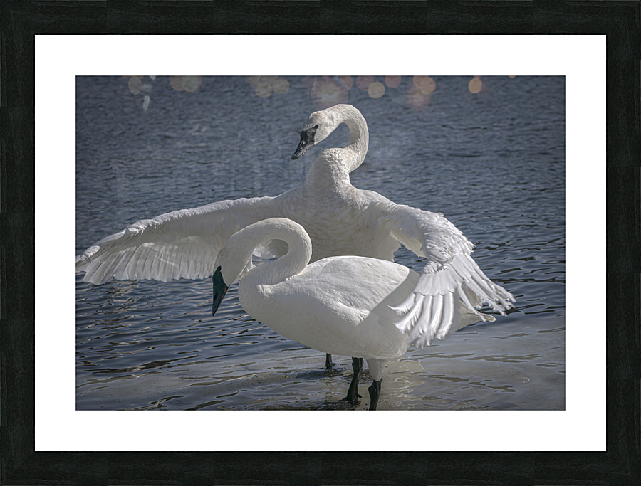 Comforting swan Picture Frame print