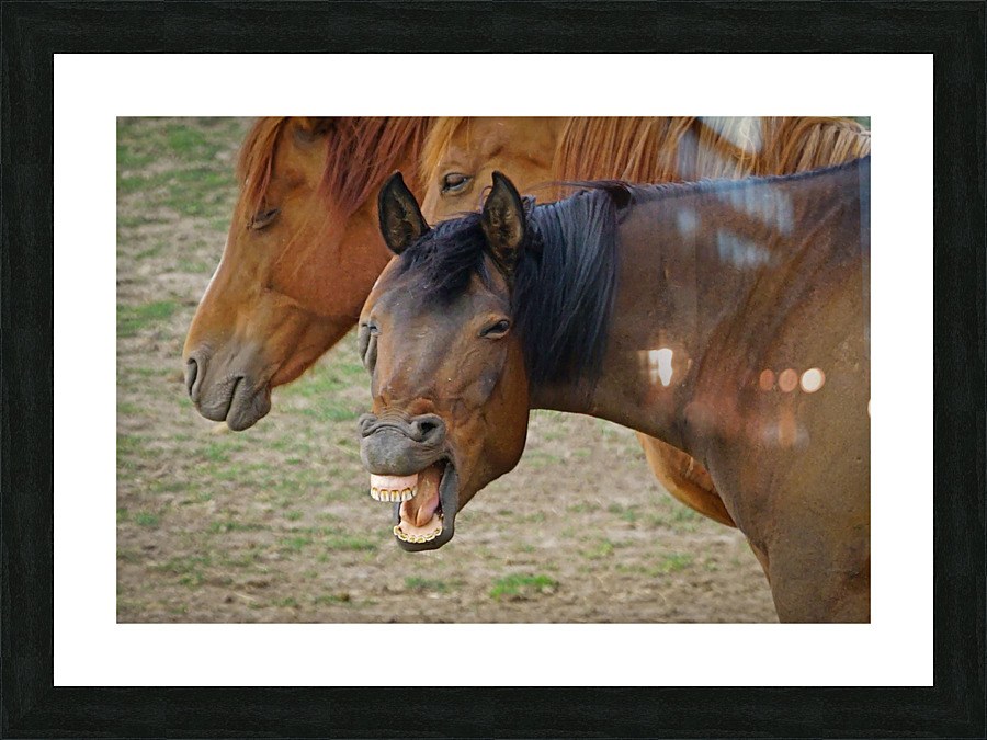 Washington horses Picture Frame print