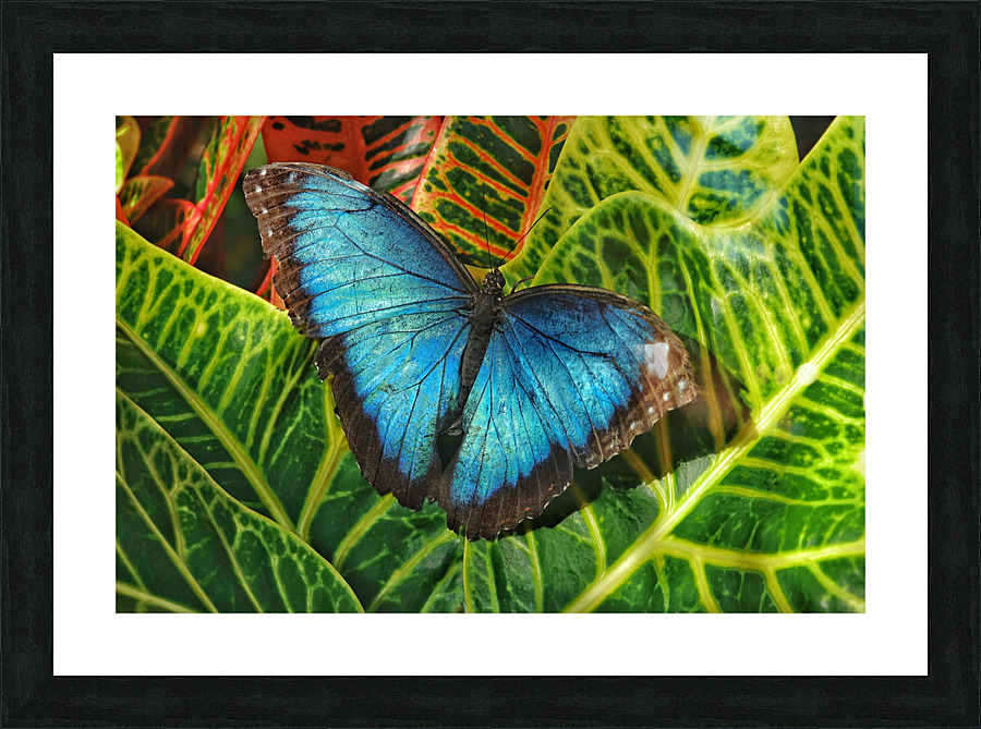 Common blue morpho Picture Frame print