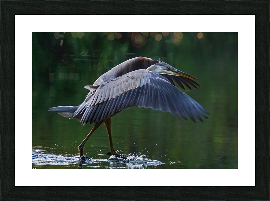 Blue heron landing Picture Frame print