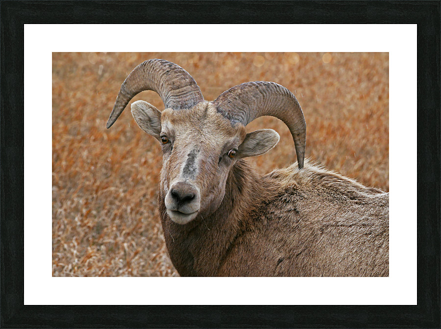 The look- bighorn sheep Picture Frame print