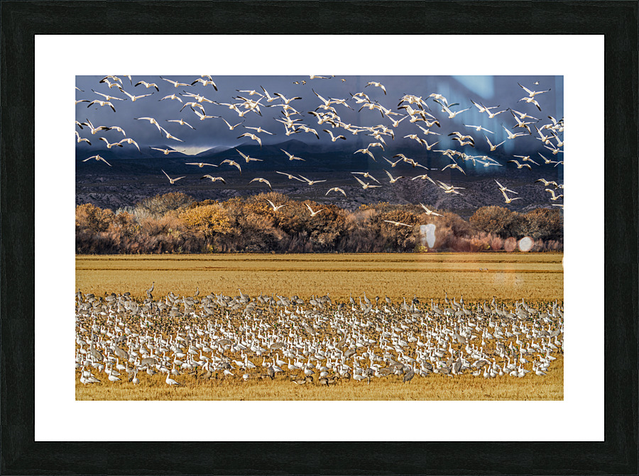 Migration of the birds Frame print