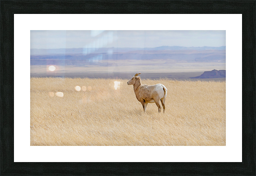 Bighorns in the Badlands Picture Frame print