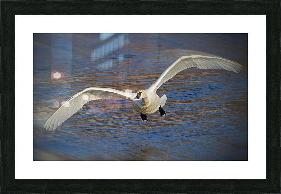 Wide wings of swan Picture Frame print