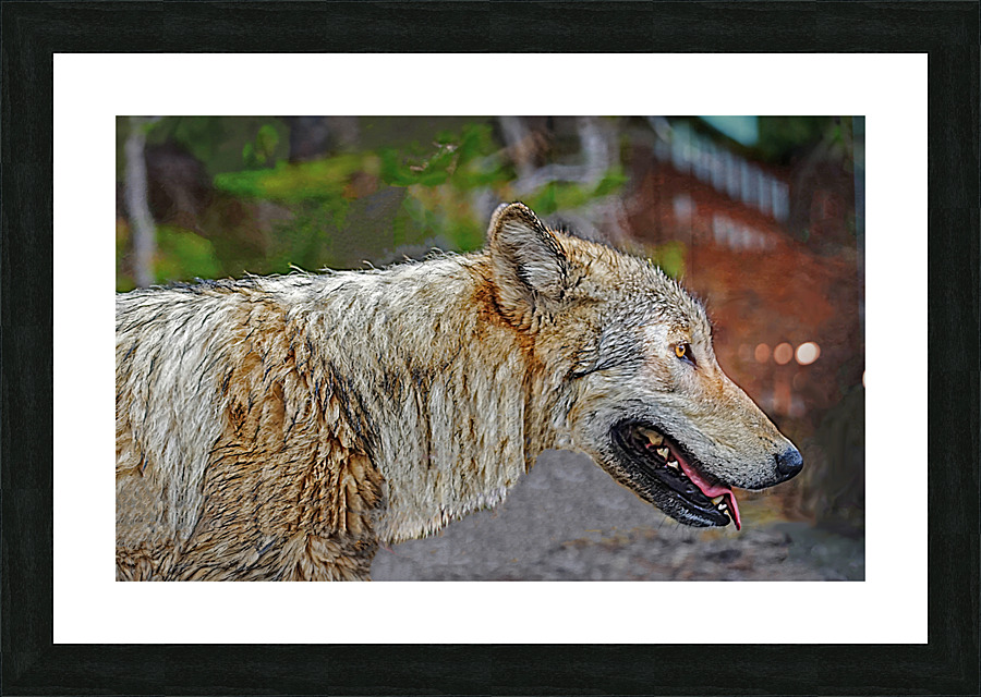 Wolf in the wild Picture Frame print