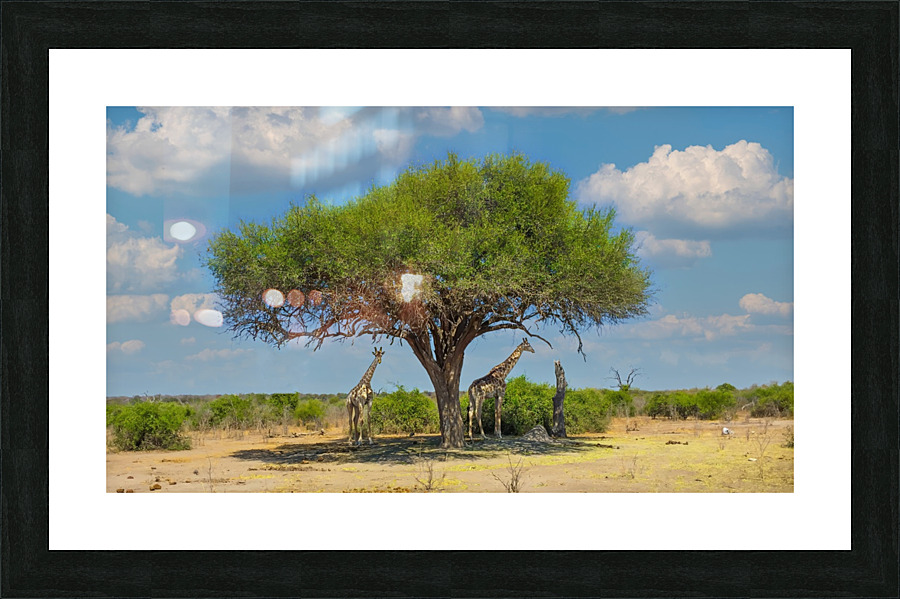 Giraffes under umbrella Picture Frame print