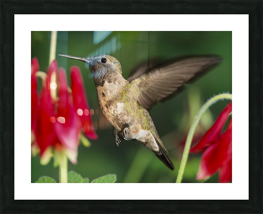 Hummer in the red Frame print
