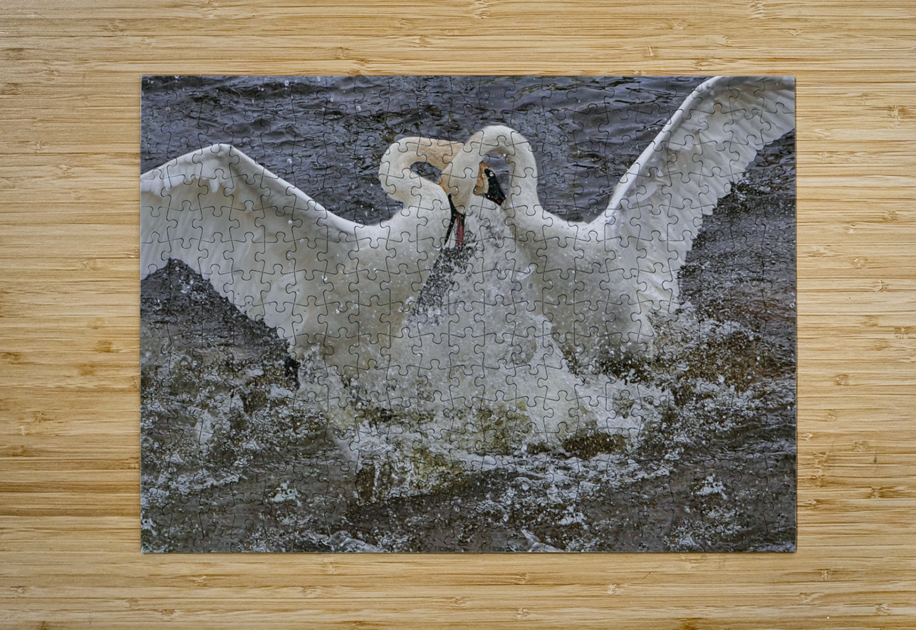 Battling Swans Jim Radford Puzzle printing