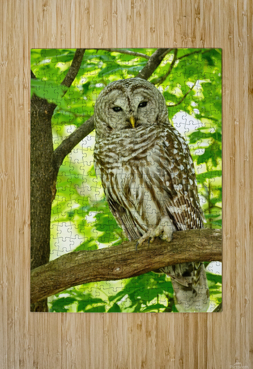 Barred Owl  Jim Radford Puzzle printing