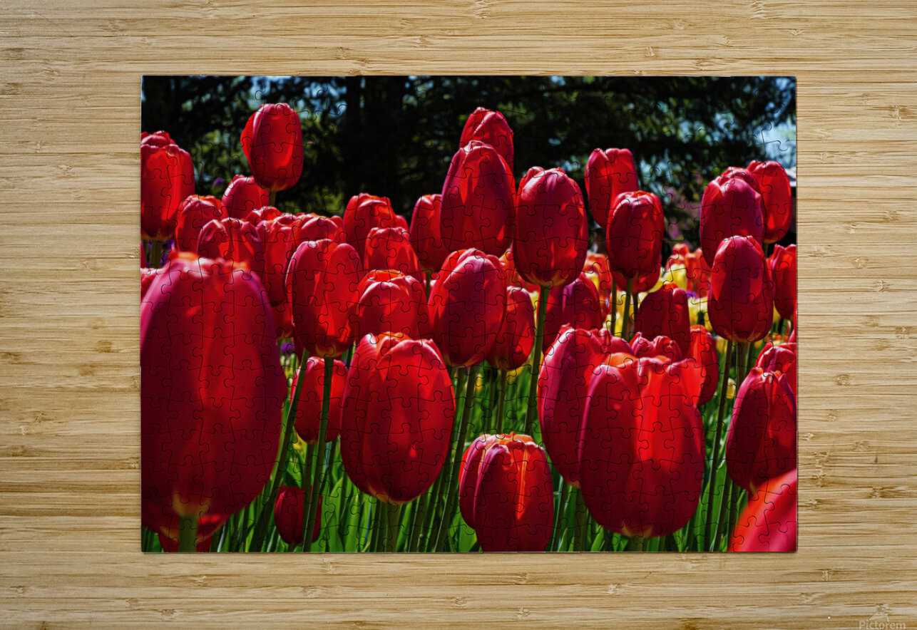 Red tulip parade  Jim Radford Puzzle printing