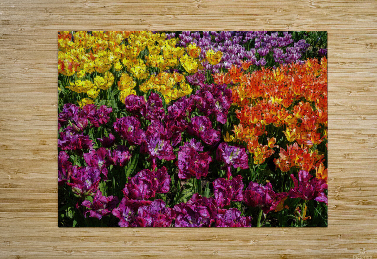 Red Tulip Mix Jim Radford Puzzle printing