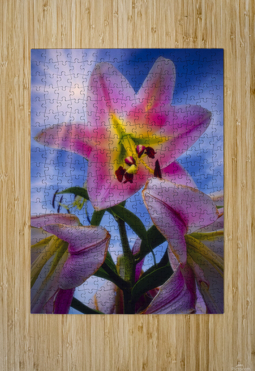 Starshine Lily Jim Radford Puzzle printing