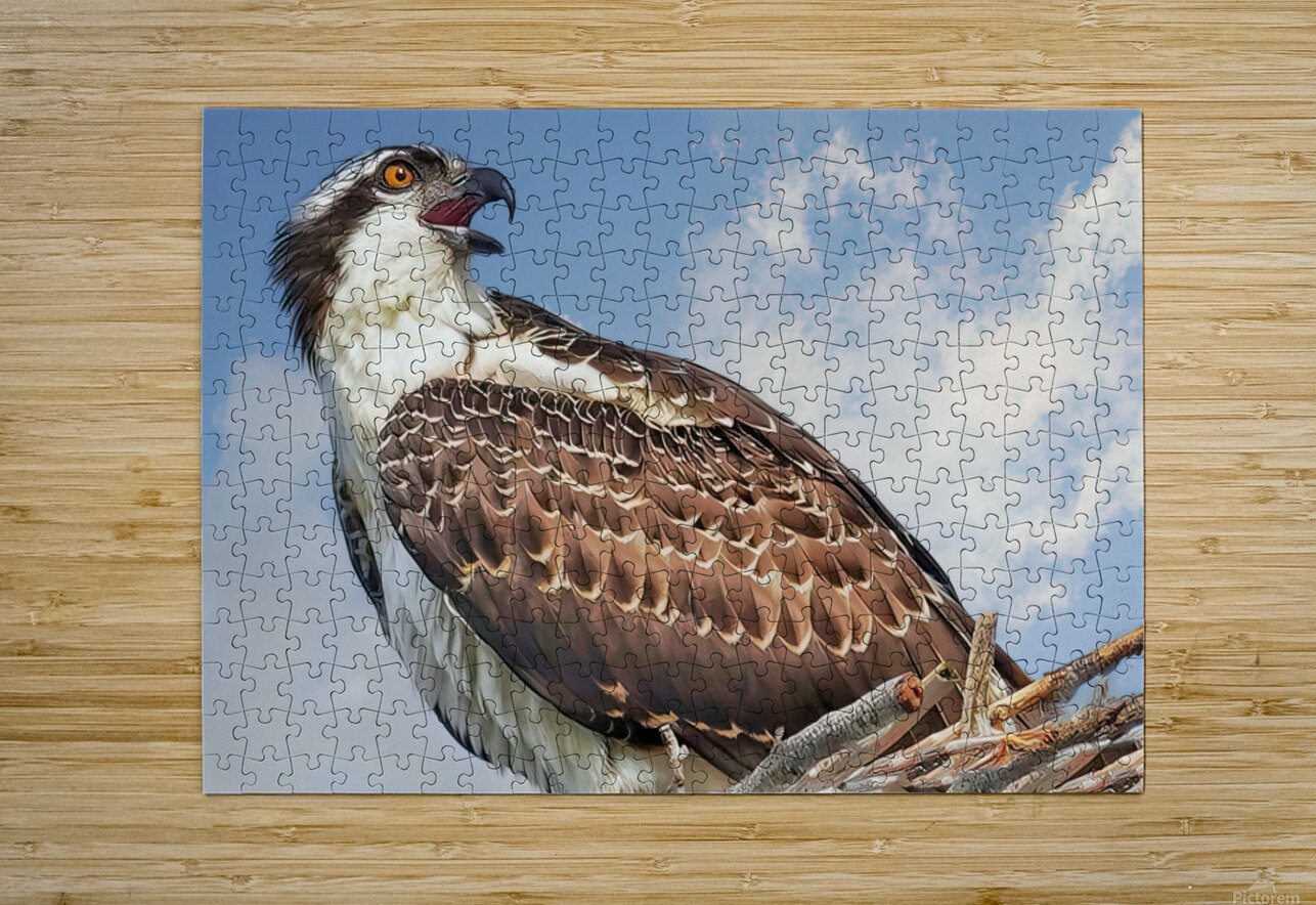 Osprey on watch Jim Radford Puzzle printing
