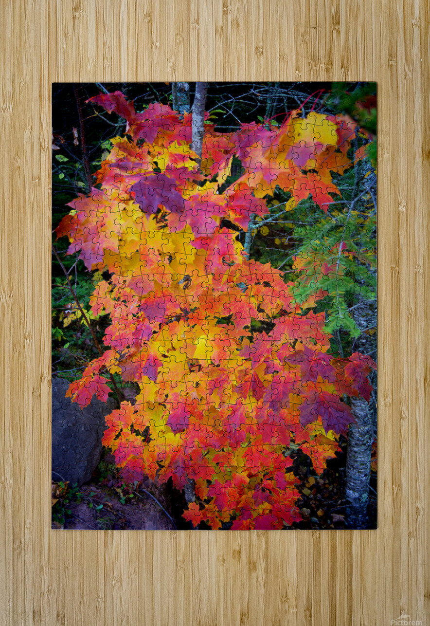Complimentary Maple colors Jim Radford Puzzle printing