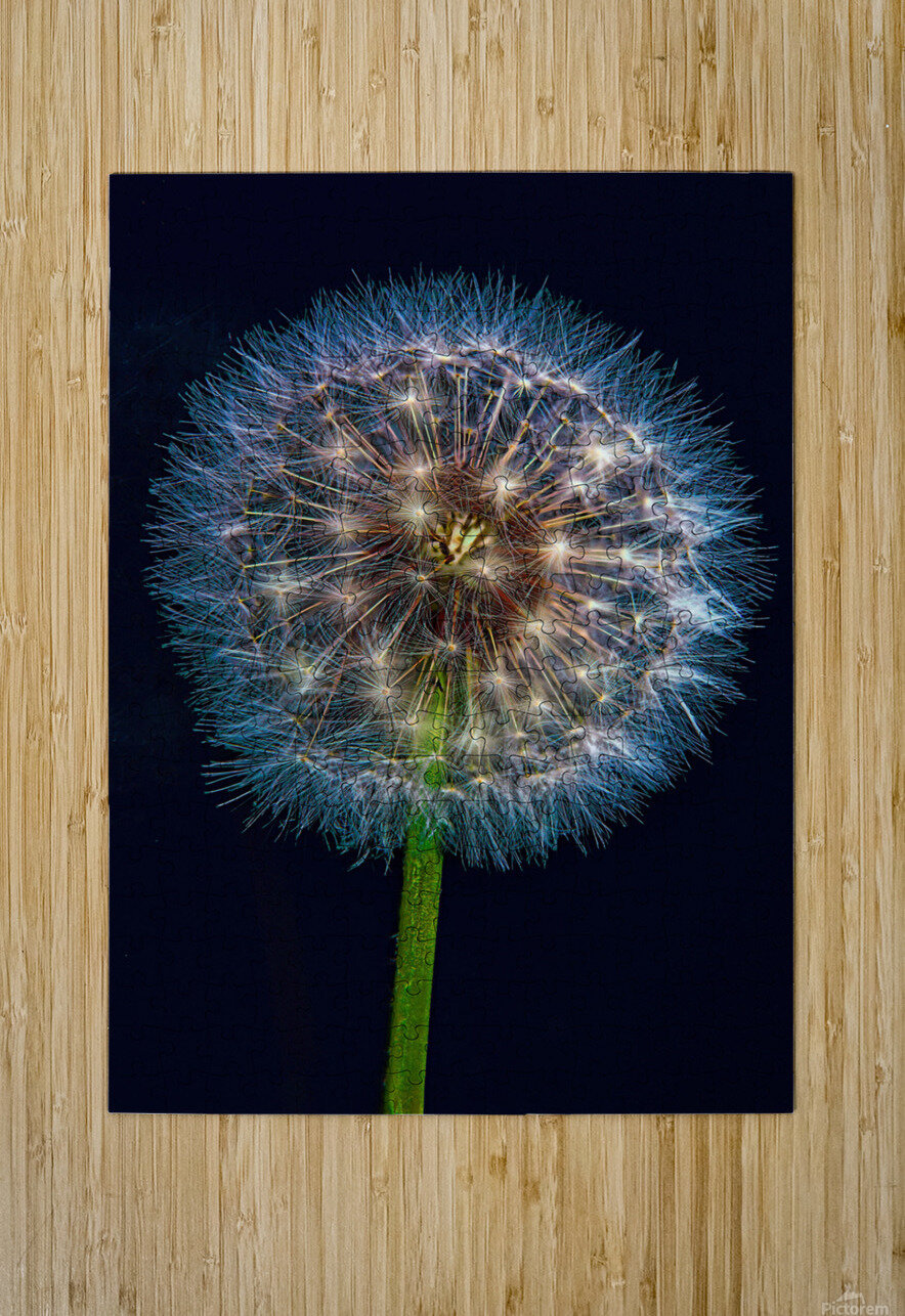 Dandelion Burst Jim Radford Puzzle printing