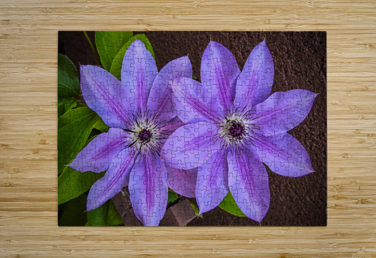 Clematis Flower Jim Radford Puzzle printing