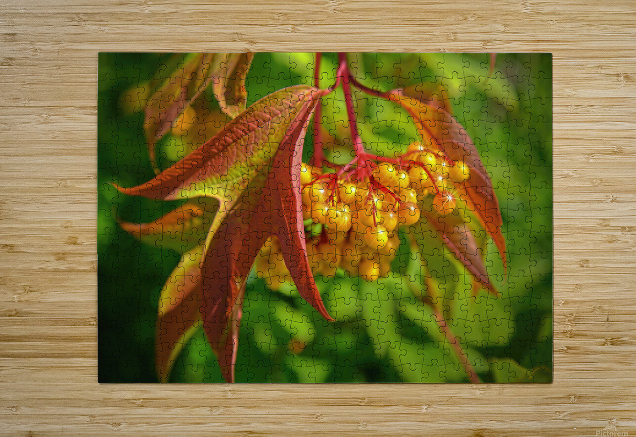 Viburnum sargentii Koehne Jim Radford Puzzle printing