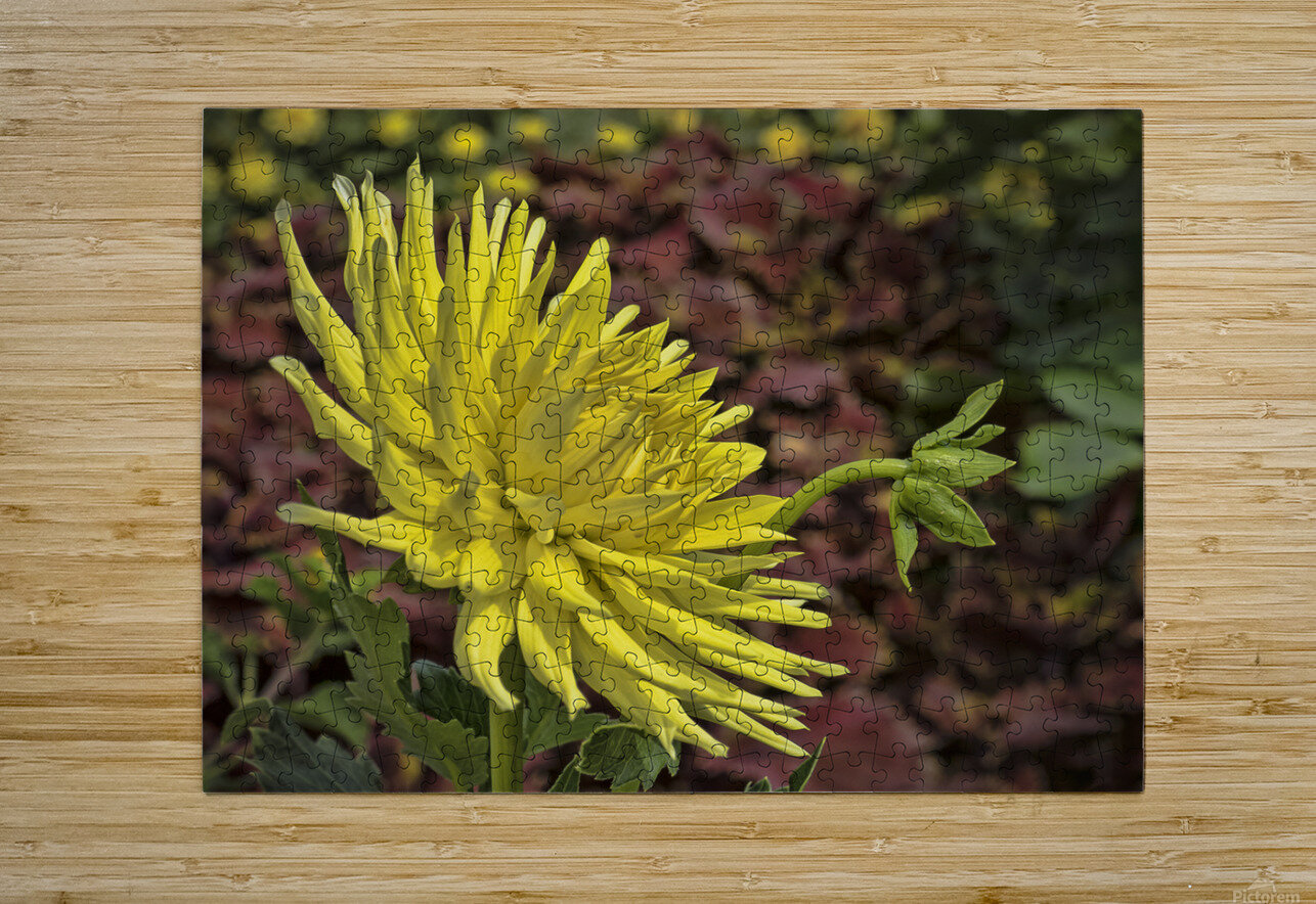 Yellow Dahlia Jim Radford Puzzle printing