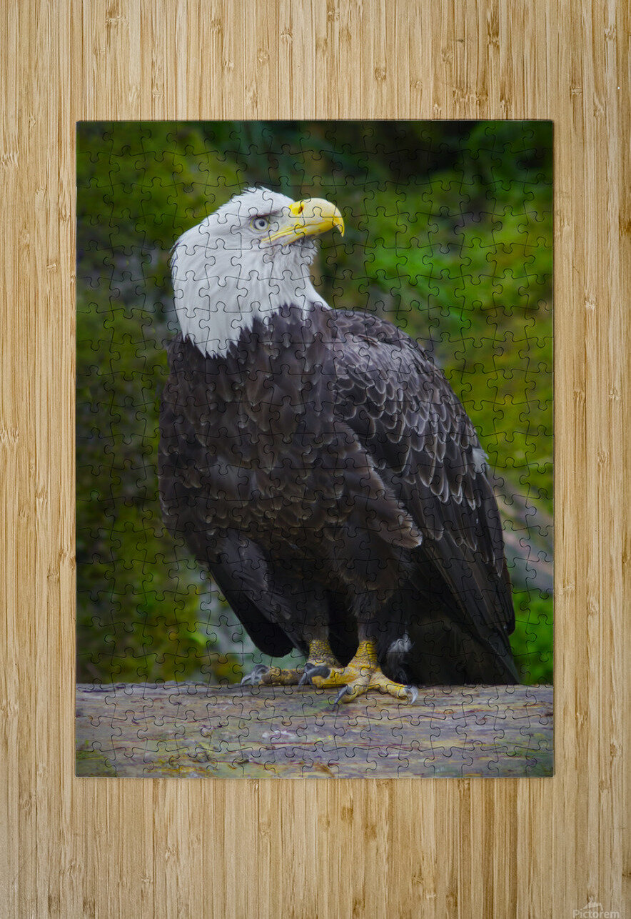 Bald eagle  Jim Radford Puzzle printing
