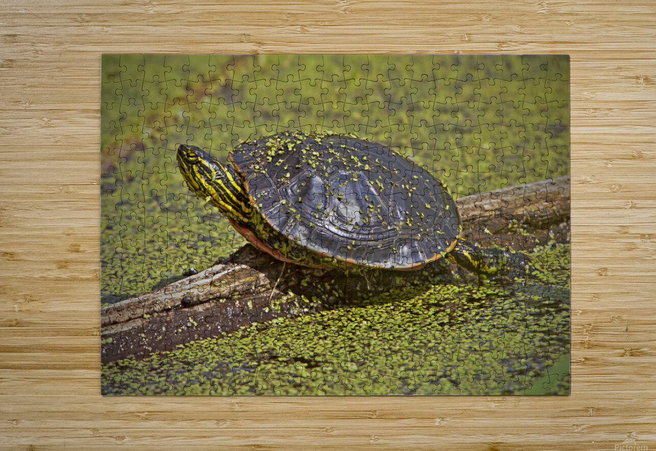 PaintedTurtle Jim Radford Puzzle printing
