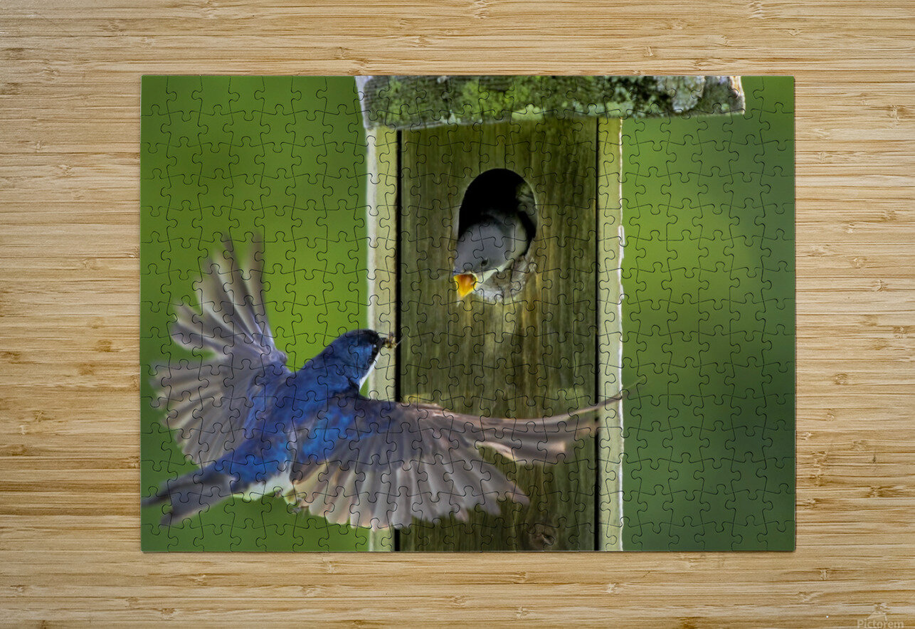 Tree swallows feeding Jim Radford Puzzle printing