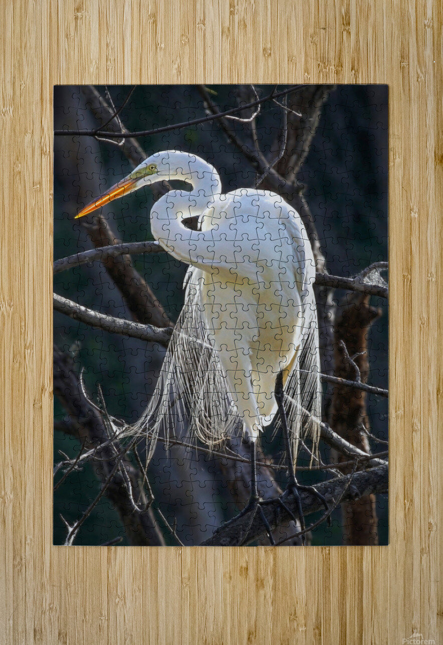 White egret Jim Radford Puzzle printing