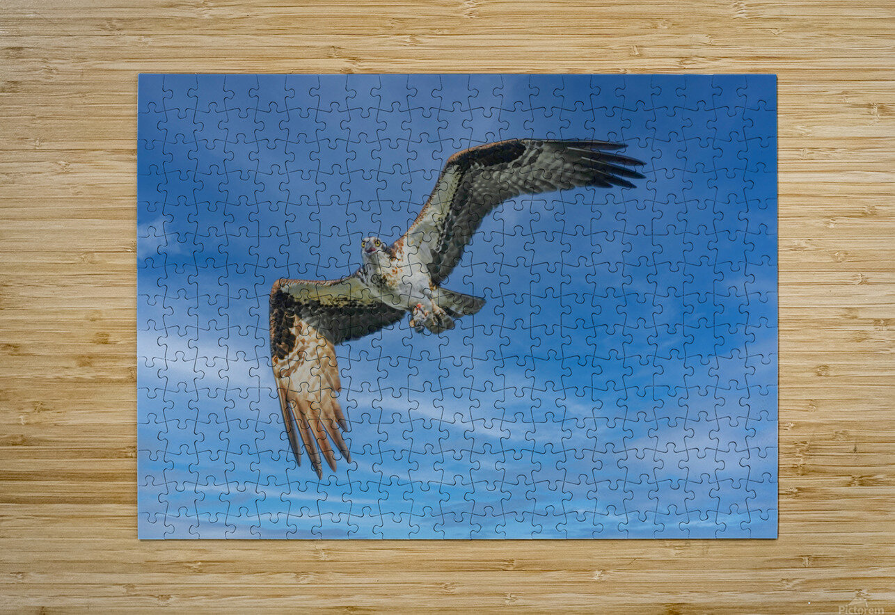 Osprey in flight Jim Radford Puzzle printing