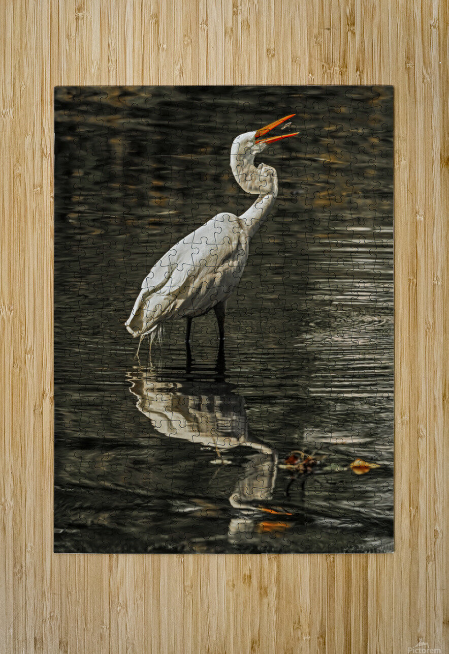 Egret fishing Jim Radford Puzzle printing