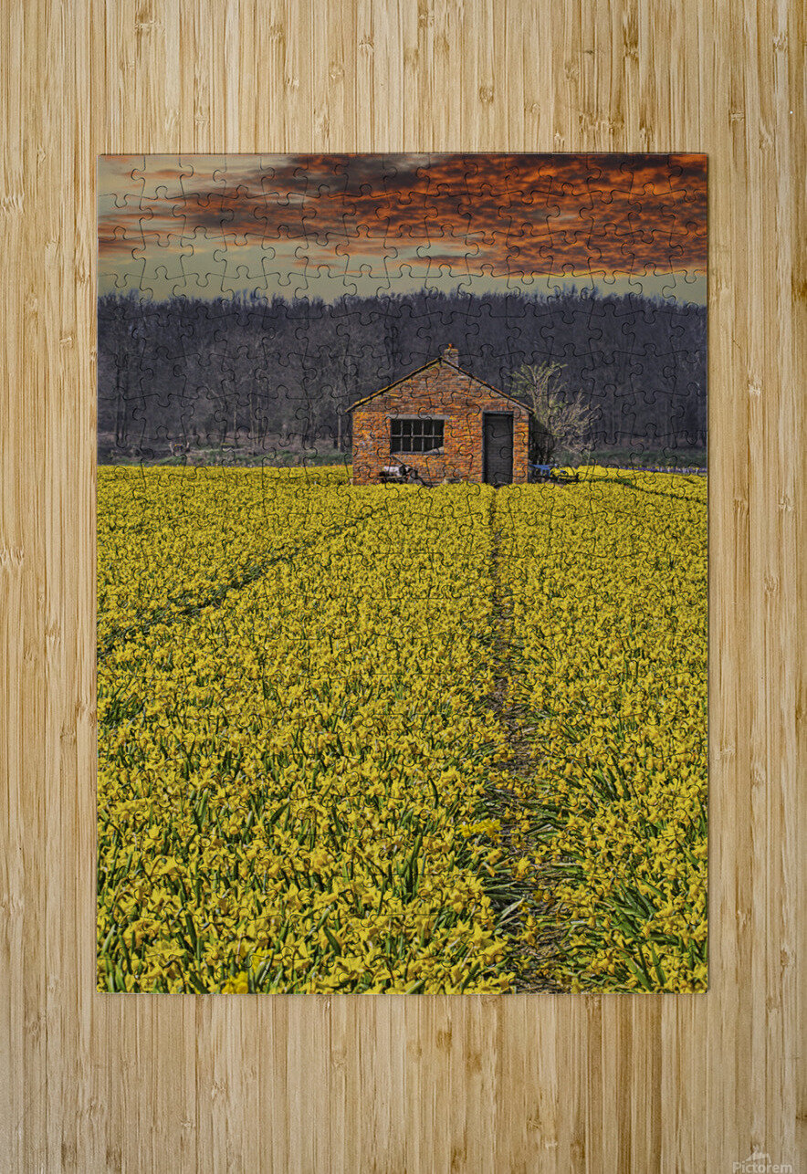 Flourishing fields of flowers Holland Jim Radford Puzzle printing
