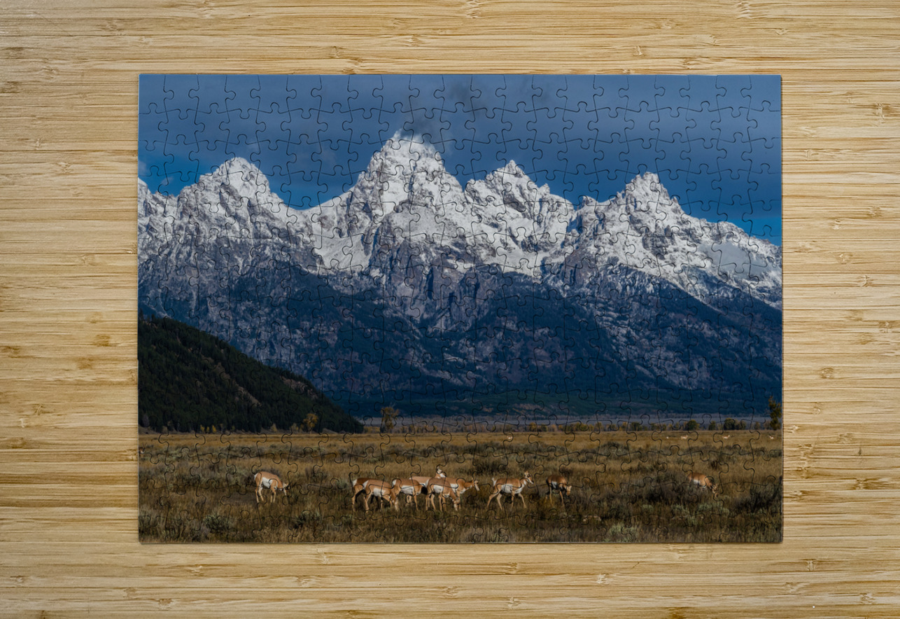 Pronghorns at home Jim Radford Puzzle printing